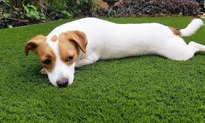 Unlike other artificial surfaces, k9grass provides uninhibited edge to edge drainage. Artificial Grass For Sale Artificial Grass For Pets