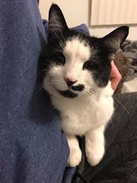 this sweet cat was found outside near a busy road and im unable to keep her  so I would prefer she go to someone else. I live rights off of Larpenteur  and