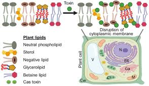 The arrangement of different proteins and lipids in the cell membrane looks like the arrangement found in a mosaic floor. Unraveling The Host Selective Toxic Interaction Of Cassiicolin With Lipid Membranes And Its Cytotoxicity Biorxiv