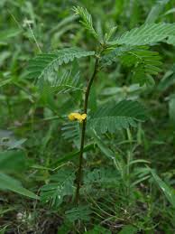 Image result for Sesbania sericea