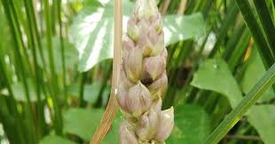 Image result for Psophocarpus scandens