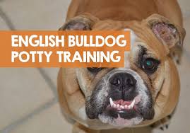 Bring your frenchie to the spot where you want them to go to training french bulldog puppies works best if you introduce a crate. How To Potty Train An English Bulldog Puppy In 9 Easy Steps
