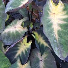 Image result for Colocasia