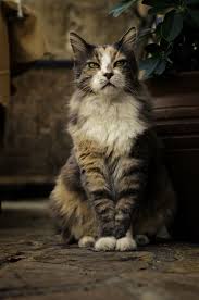 Pin By Amanda Lima On Animals That I Love Cute Cats Pretty Cats Beautiful Cats