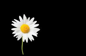 We did not find results for: Bunga Ulang Tahun Tangerang Panduan Lengkap Bunga Bulan Kelahiran Amarin Florist