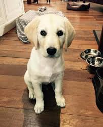 Donne Chiot Golden Retriever Croise Labrador Forum Chiens A Donner Wamiz