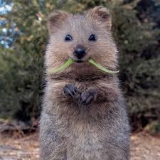 Vendredi Feliz Quokka Quokkas Quokkalove Quokkaselfies Love Animals Beautiful Cute Animals Animals