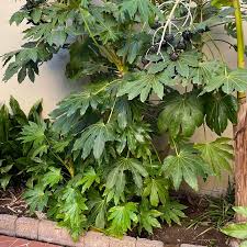Image result for Alafia orientalis