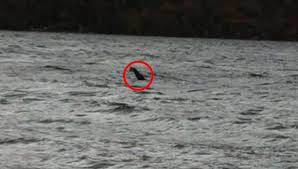 Use custom templates to tell the right story for your business. Video Une Nouvelle Apparition Du Monstre Du Loch Ness Cnews
