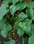 Image result for Tinospora fragosa