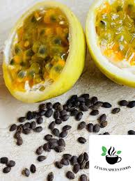 Image result for Phyllanthus macranthus