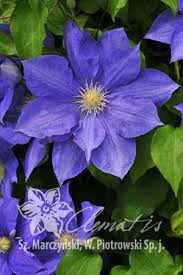 Huge collection, amazing choice, 100+ million high quality, affordable rf and rm images. Clematis H F Young Clematis Blumen