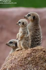 Chester Zoo Meerkats Imagens De Animais Animais Bichinho