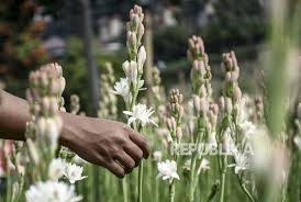 Sedap malam memiliki kelopak berwarna ungu dan putih serta aroma yang harum. Petani Keluhkan Penjualan Bunga Sedap Malam Republika Online