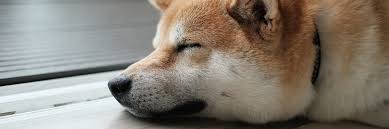 He has invested a lot in bitcoin, so has tesla and musk has been promoting dogecoin since. Elon Musk Promoting Crypto Doge Bitcoin Latoken Blog