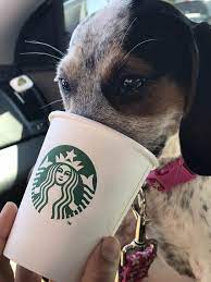 Fun Fact Starbucks Will Give Your Puppy A Free Cup Of Whipped Cream Puppies Dogs Pets Puppy Dog Cute Love Pug Pugs Puppies Cute Puppies Fun Facts