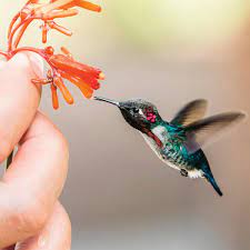 Bananaquits are smallest and lively birds in the world found in warmer parts of americas, and are by and large common. The Biggest And Smallest Birds In The World