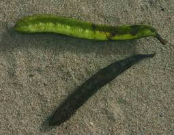 Image result for Amblygonocarpus