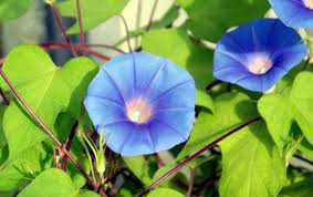 How To Grow Morning Glory Growing Morning Glory In A Container Morning Glory Flowers Garden Vines Morning Glory Plant