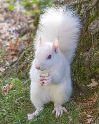 Flash sale 44% off home decor, home & garden, home storage & organization, home storage & organization, macrame woven wall hanging tapestry adjustable shower head sprinkler extension arm wall mounted shower arm shower holder fixed fitting mount base bathroom accessory. Olney Il White Squirrel Photograph By Deb Henman