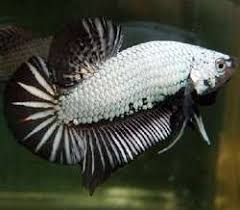 Betta fish stand out from other fish for their striking color combinations, flowing fins and their singular nature as fighting fish. betta fish names can be based on anything that you're passionate about, but if you're looking to pick out specific betta characteristics for inspiration, there are some key details. Dragons A New Era In The World Of Bling Bling Bettas Betta Source