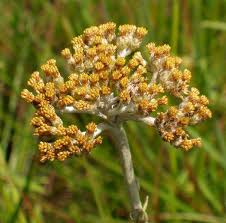 Image result for Helichrysum acutatum
