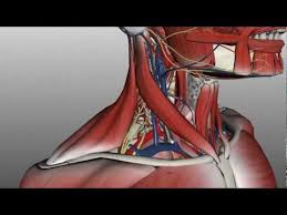 The neck contains seven of. Neck Anatomy Organisation Of The Neck Part 2 Youtube