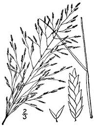 Image result for Eragrostis pilosa
