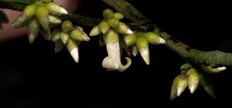 Image result for Diospyros ferrea