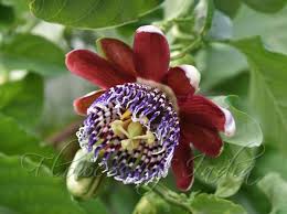 Image result for Passiflora quadrangularis