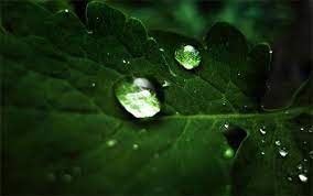 30 Refreshing Water Drops Wallpaper For Your Desktop Naldz Graphics Green Nature Wallpaper Plant Wallpaper Green Nature