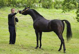 pin on horses horses horses