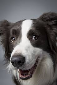 Top Dogs Portraits From Westminster Westminster Dog Show Dogs Beautiful Dogs