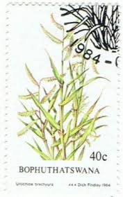 Image result for Urochloa brachyura