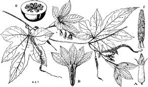 Image result for Lagenaria breviflora