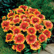 Gaillardia Arizona Sun Flowers Perennials Flower Seeds Drought Tolerant Perennials