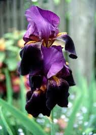 Storing iris bulbs after flowering. Problems Of Iris Plants