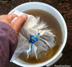 How To Brew Chicken Manure Tea For Your Garden Chicken Manure Manure Tea Manure Fertilizer