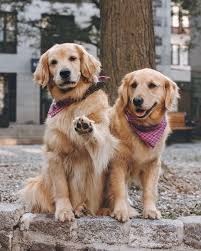 Iki Sevimli Golden Retriever In Muhtesem Dostlugu Farklifarkli Golden Retriever Retriever Fotografcilar