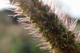 Image result for Setaria verticillata