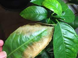Maybe you would like to learn more about one of these? Meyer Lemon Tree Leaves Turning Brown And Dropping