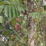 Image result for Aphanamixis