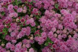 Ageratum How To Grow And Care For Floss Flower Garden Design