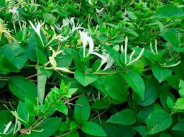 Pues yo tengo una teoría para las plantas de exterior, sobre todo las fuertes como la madreselva. Las Plantas Invasoras De La Axarquia Xxxii La Madreselva Japonesa Lonicera Japonica
