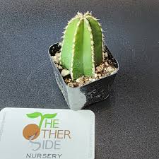 Image result for Lophocereus marginatus