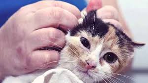 Maybe you would like to learn more about one of these? 9 Signs Of A Sick Kitten And What To Do Petcarerx