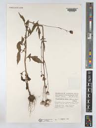 Image result for Crassocephalum rubens