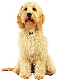 We pride ourselves on the way we raise our puppies. Australian Labradoodle Breeders In Texas Houston Dallas