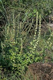Image result for Coleus cylindraceus