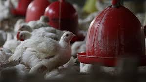 Pilihan jenis ayamnya juga beragam. Corona Tekan Permintaan Peternak Ayam Rugi Rp2 62 M Di Bogor